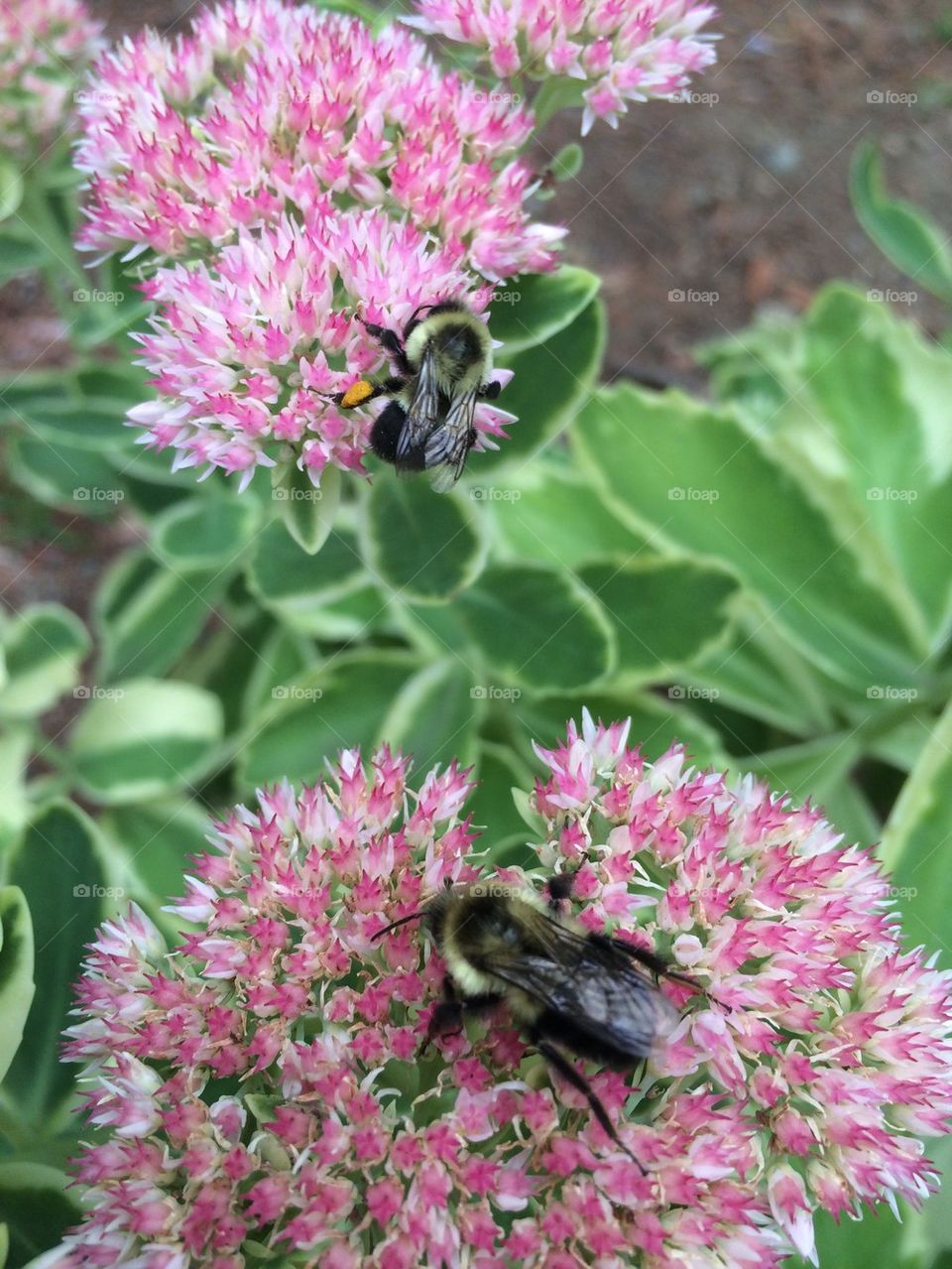 Double Bumblebees 