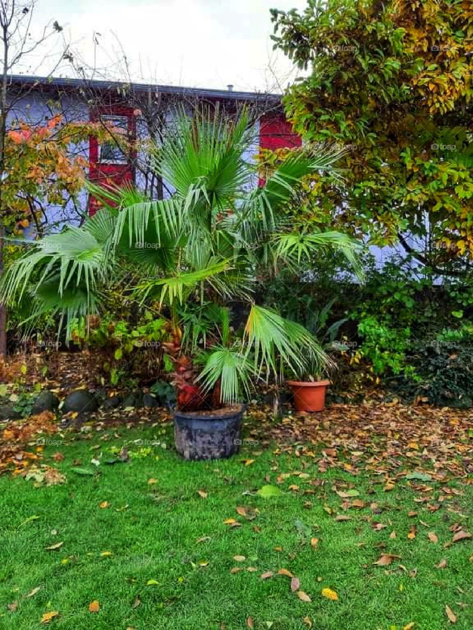 Beautiful palm in the yard