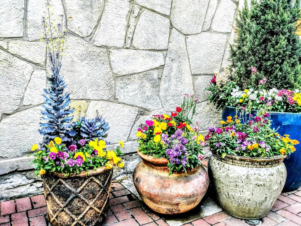 Colorful potted flowers - cartoon style