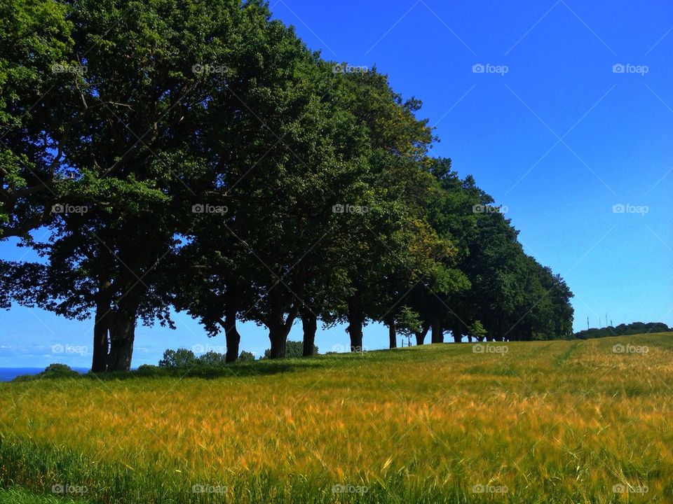 View of trees