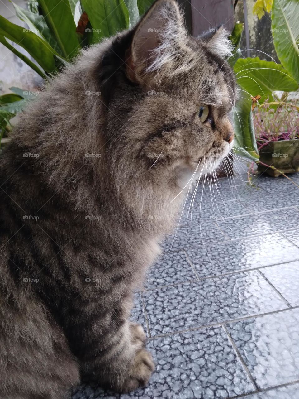 my cat in the morning