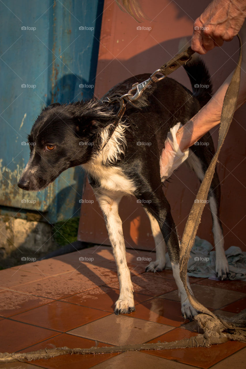 Happy dog is a clean dog