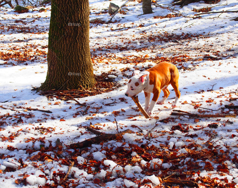 Puppy playing in the snow