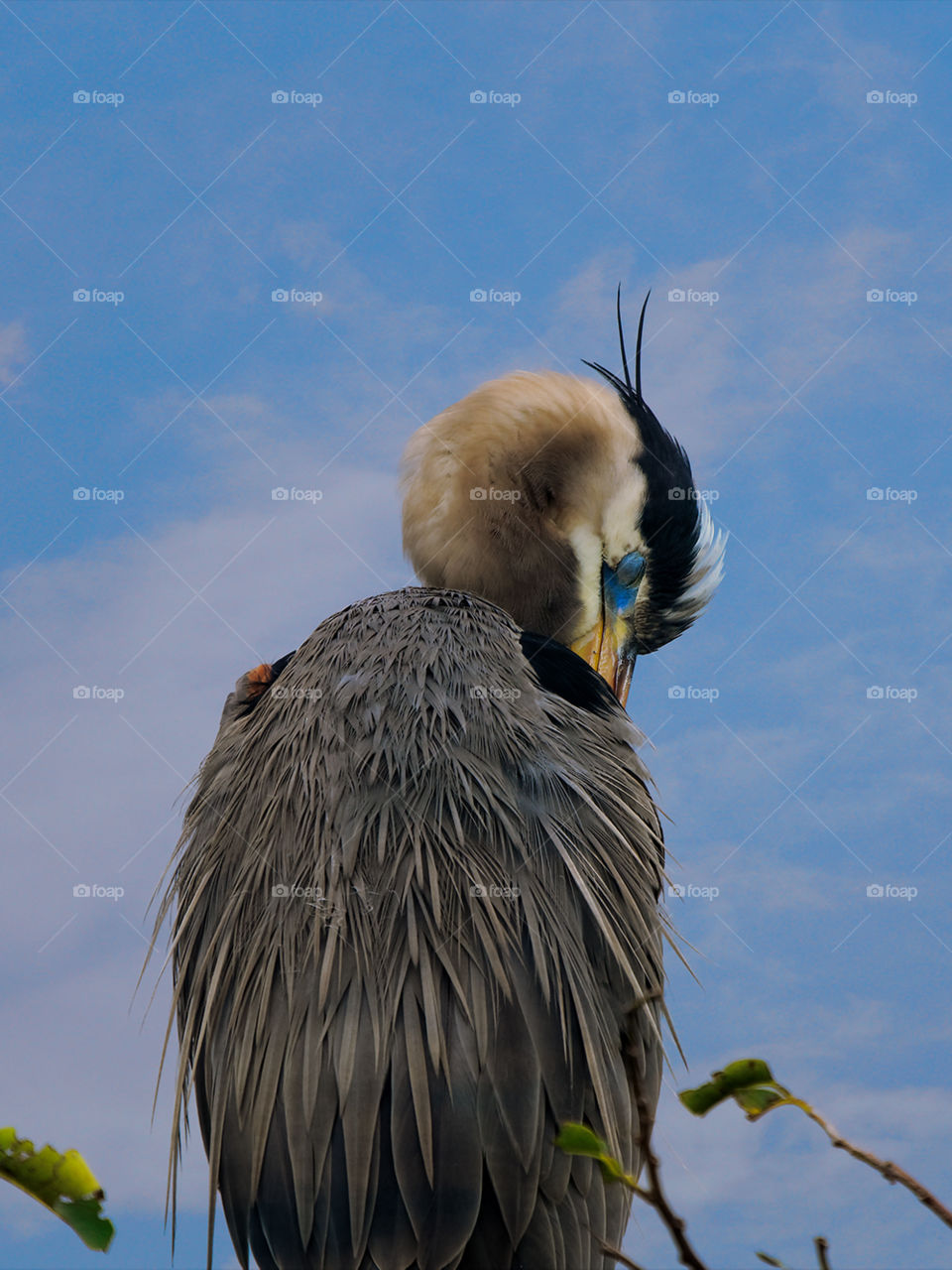 Asleep Sleeping Great Blue Heron