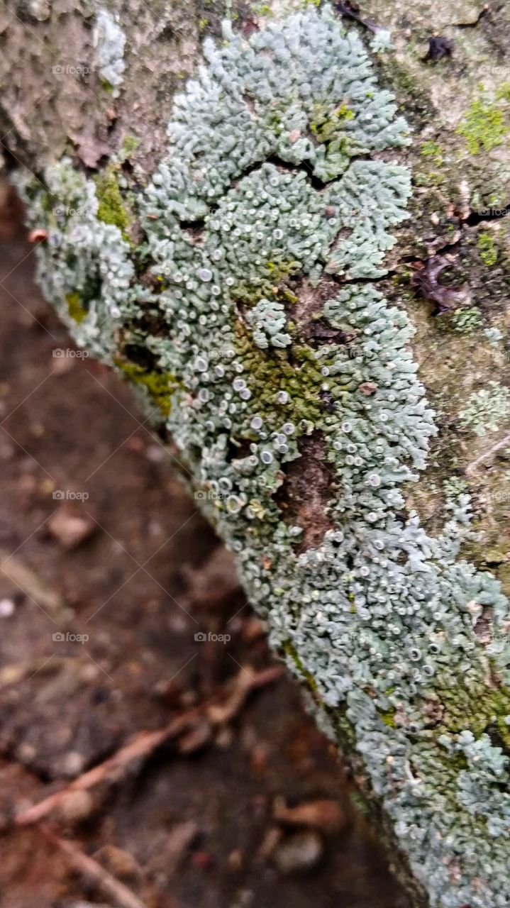 lichen and moss on fallen branch
