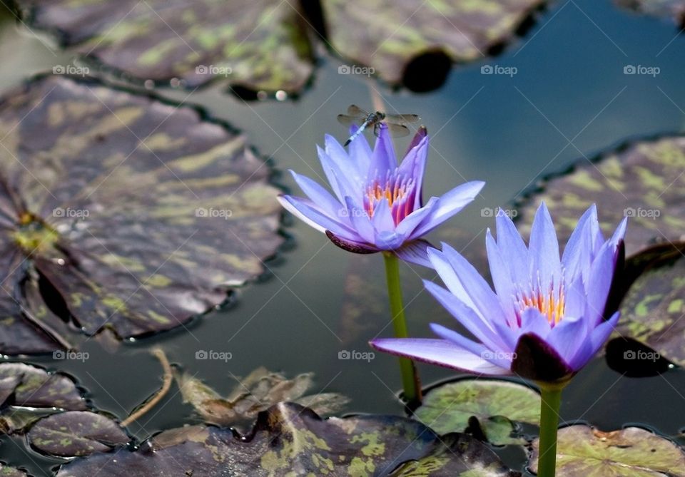 Blue water lilies