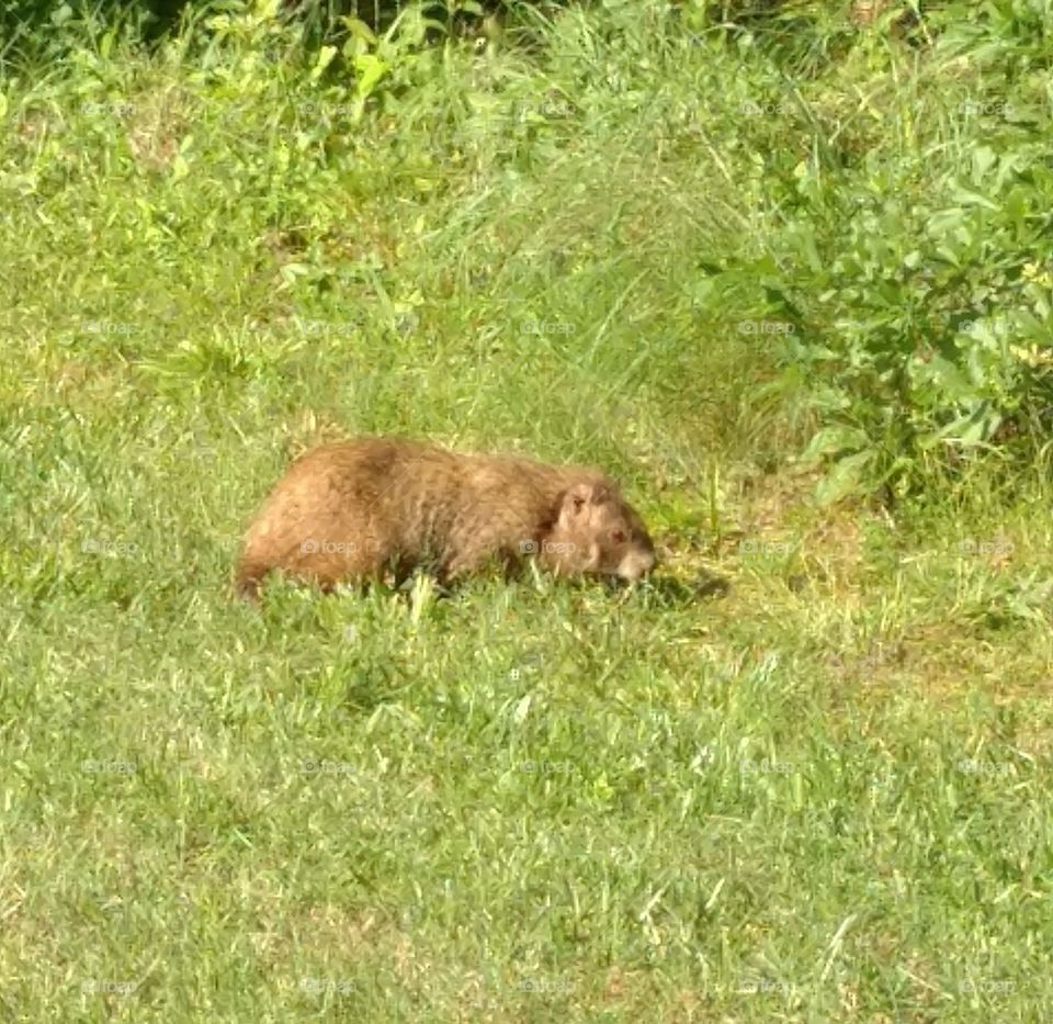 Groundhog