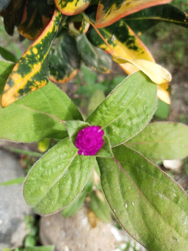 My flower. Padang Indonesia, West Sumatra, 11/07/2022