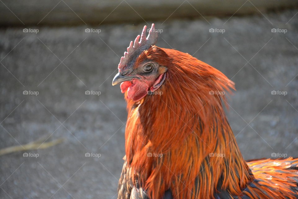 Close-up of rooster