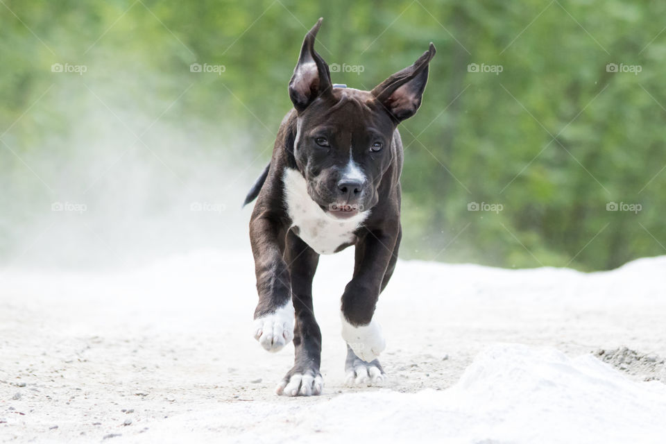 Happy puppy running on the beach with flapping ears 