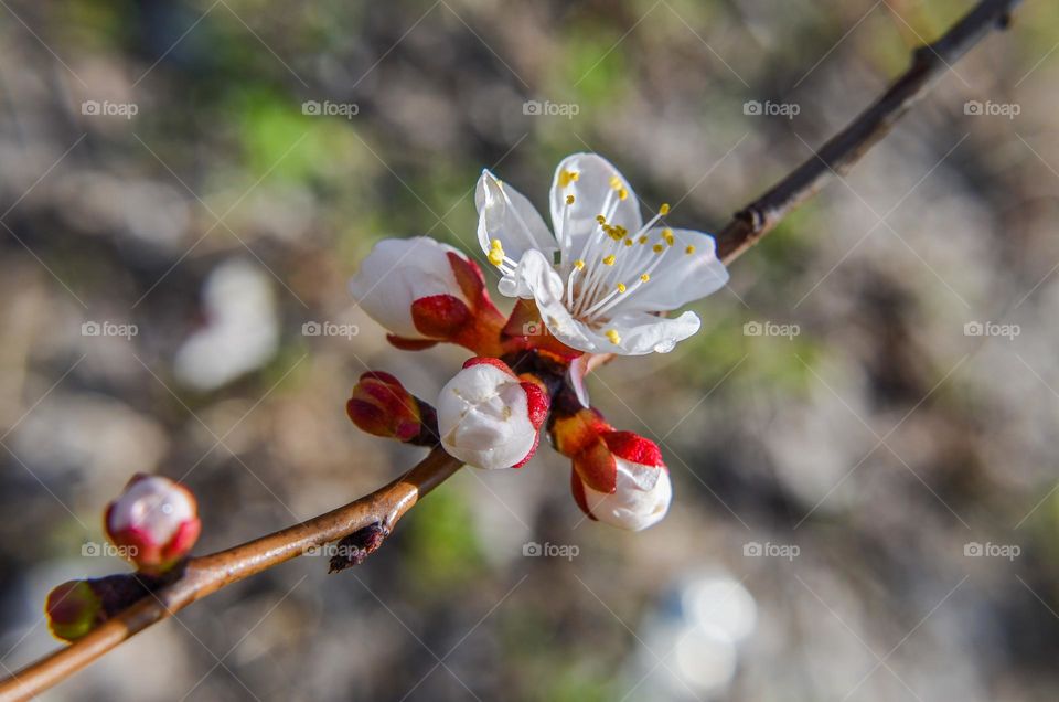 The beauty of spring