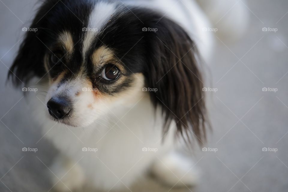 Inquisitive dog face