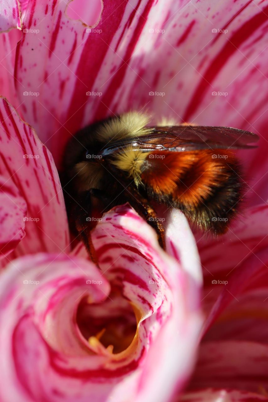 Sleepy bumble bee resting with nectar hangover