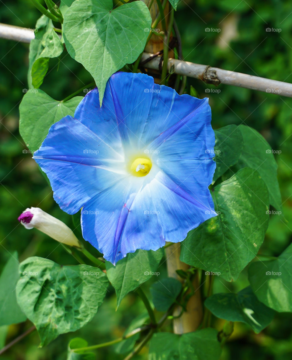 Blue Morning Glory with purple bud