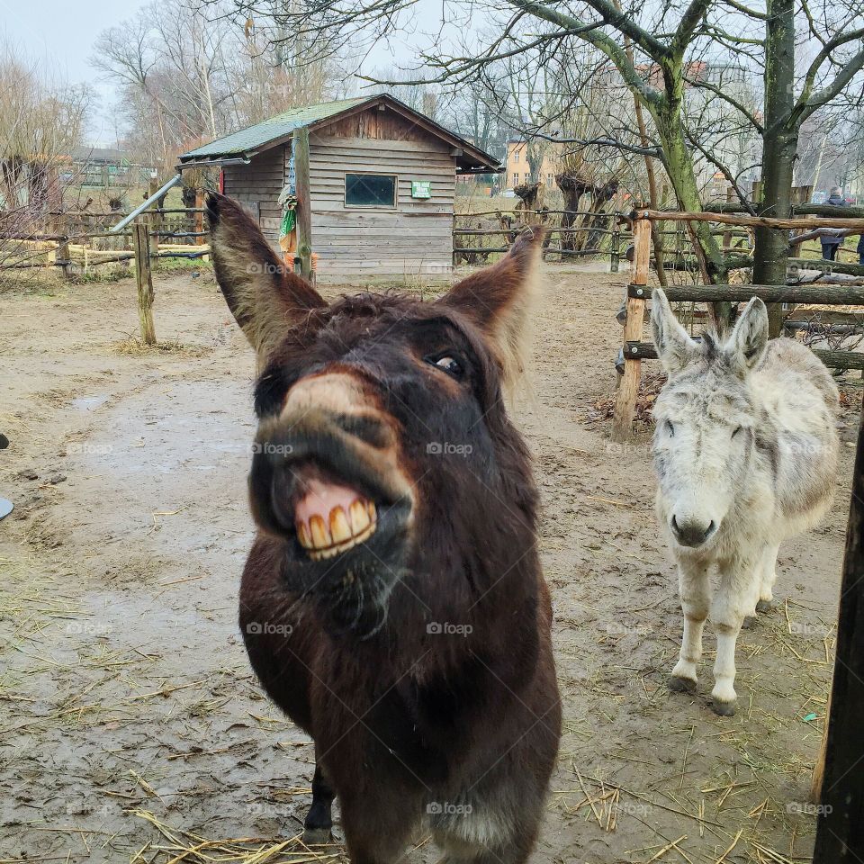 Donkey smile