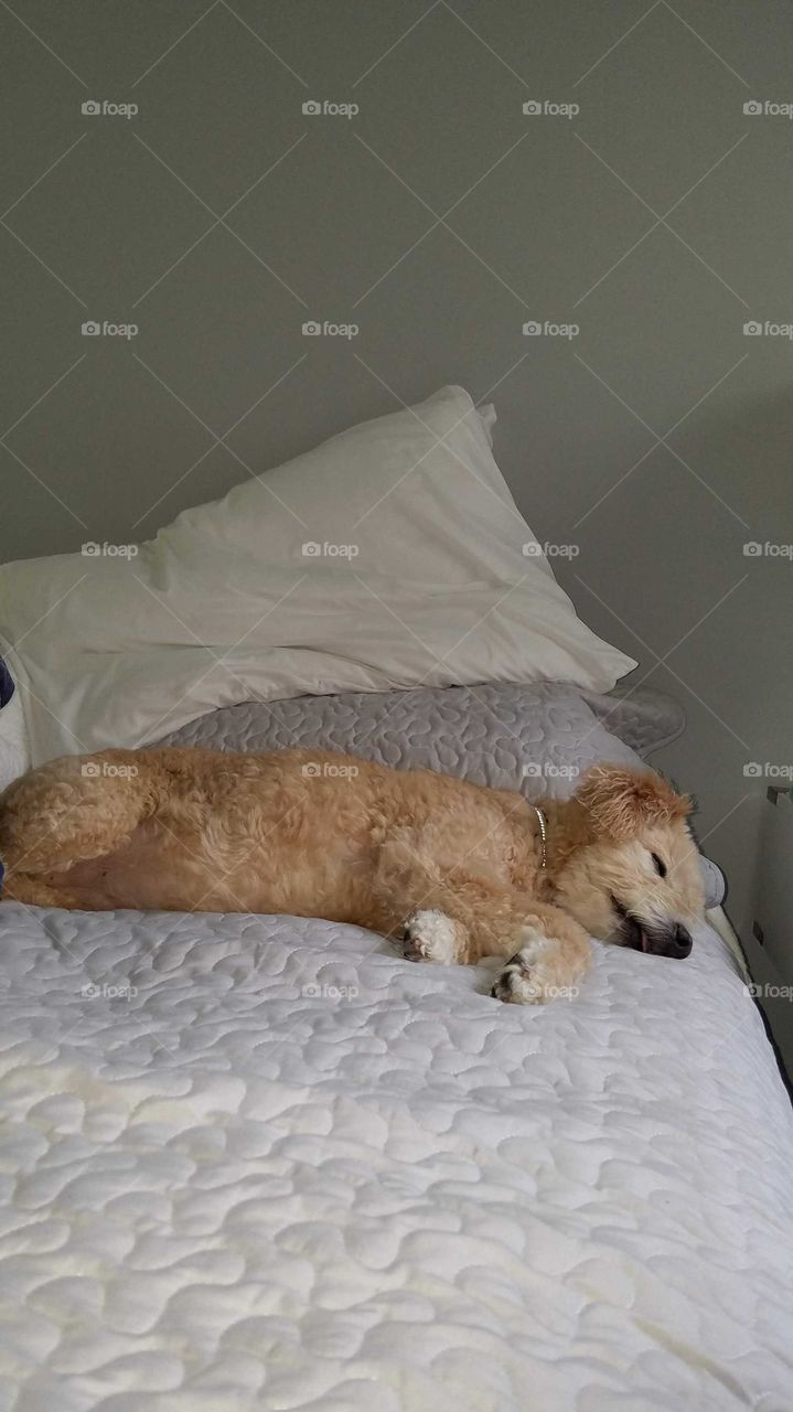 poodle bichon passed out asleep on bed