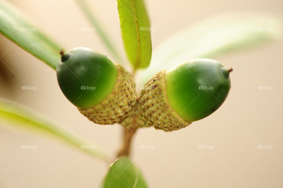 acorn oak acorns by lightanddrawing