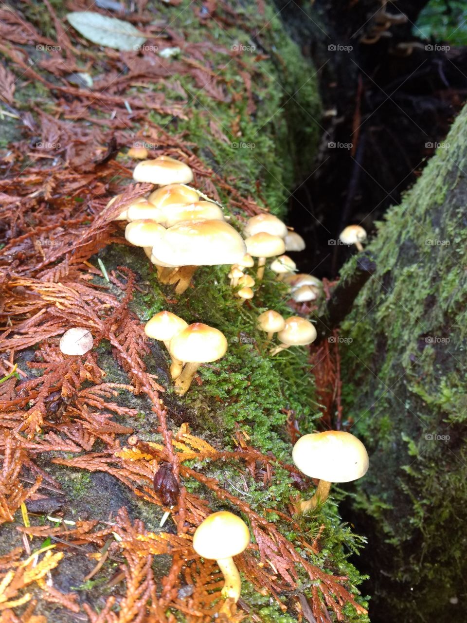 mushrooms and moss