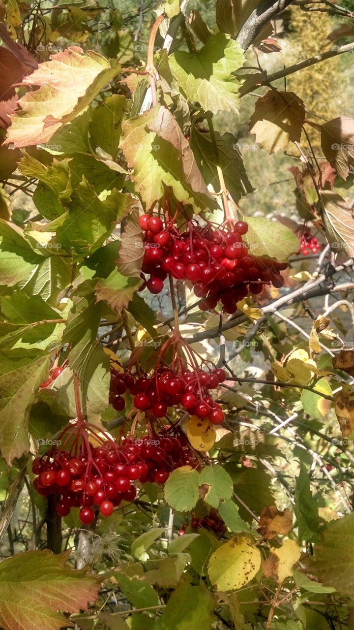 Berries in the fall