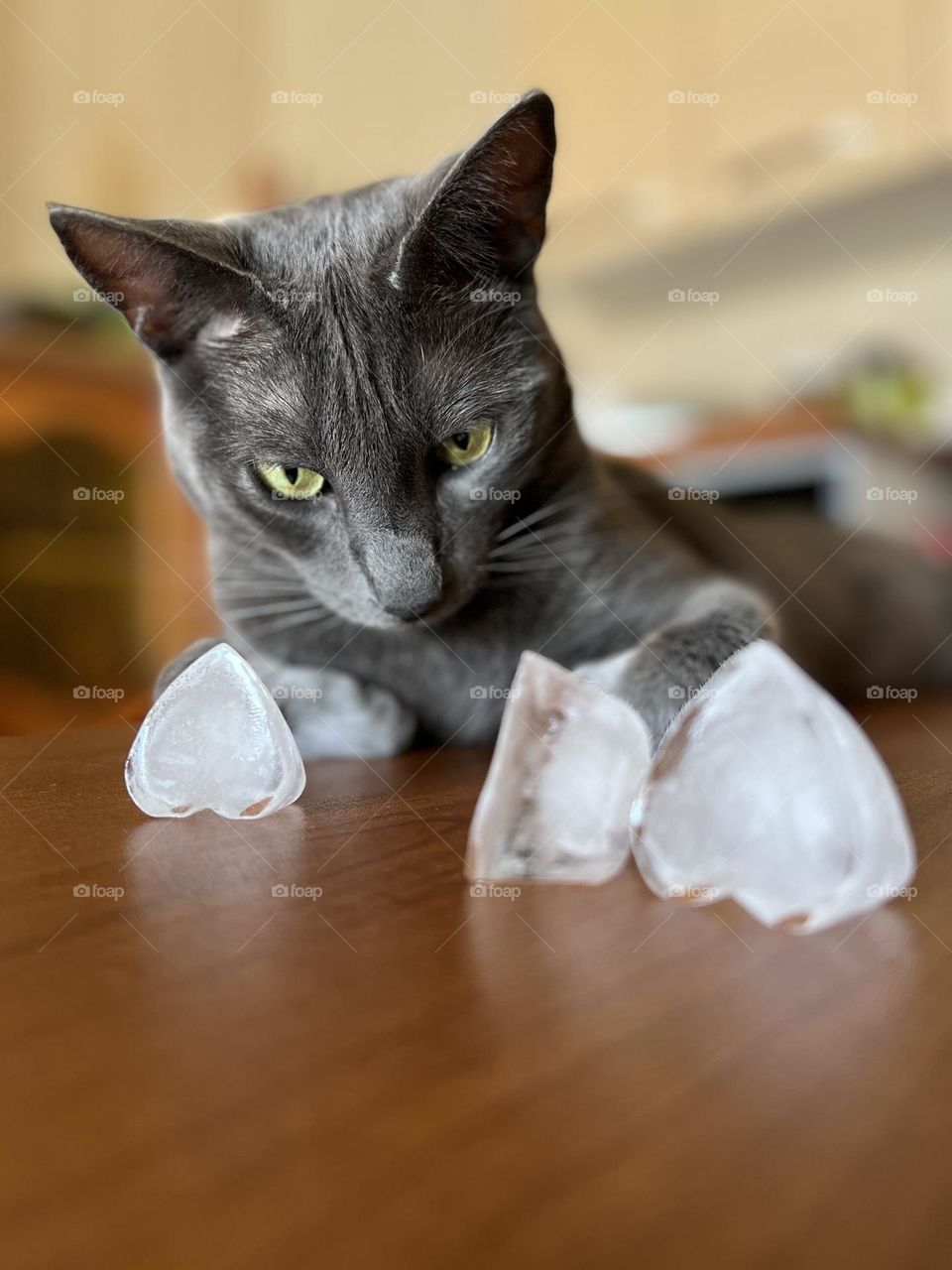 my cat likes ice cubes during the summer