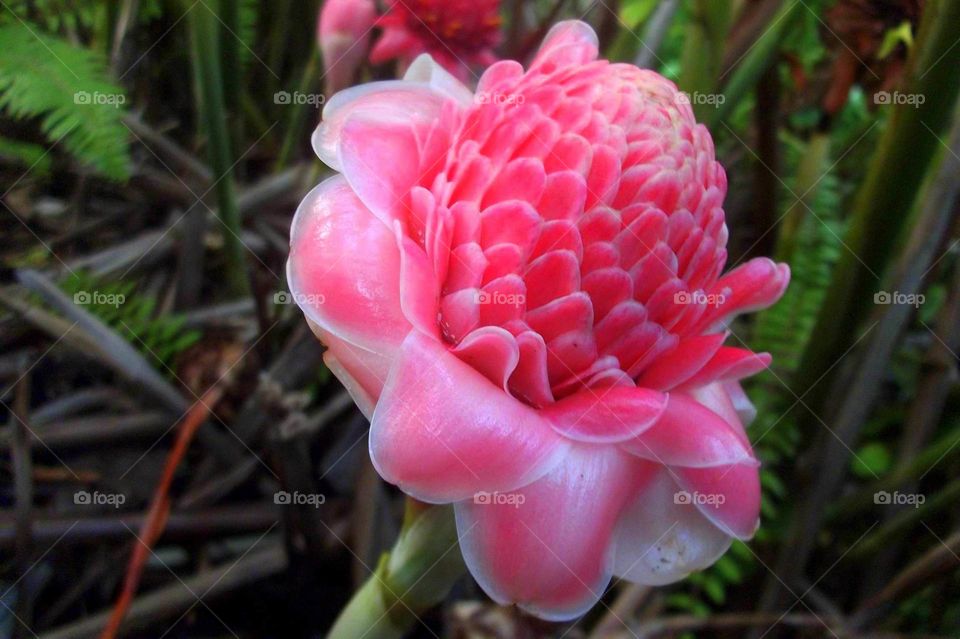 Torch Ginger