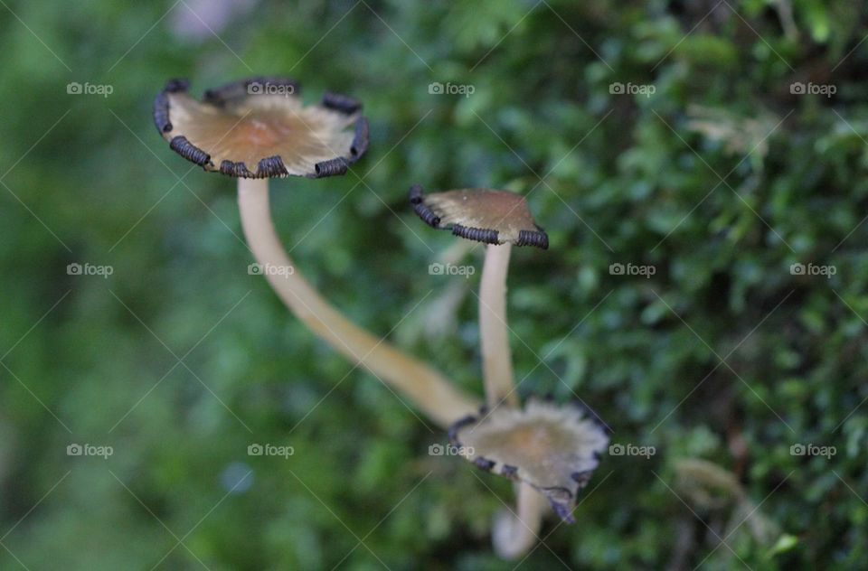 Tiny Mushrooms