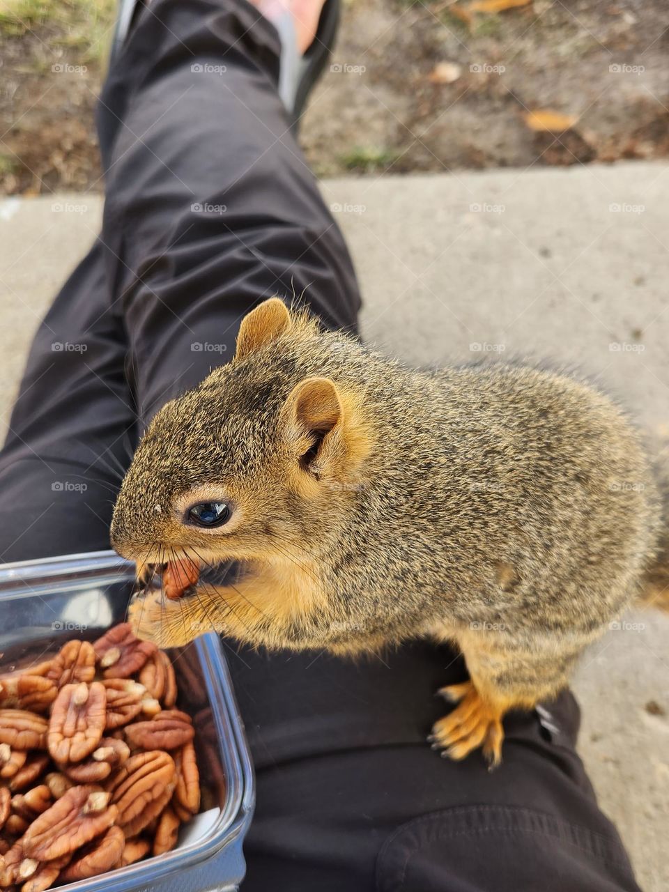 Squirrel Buddy