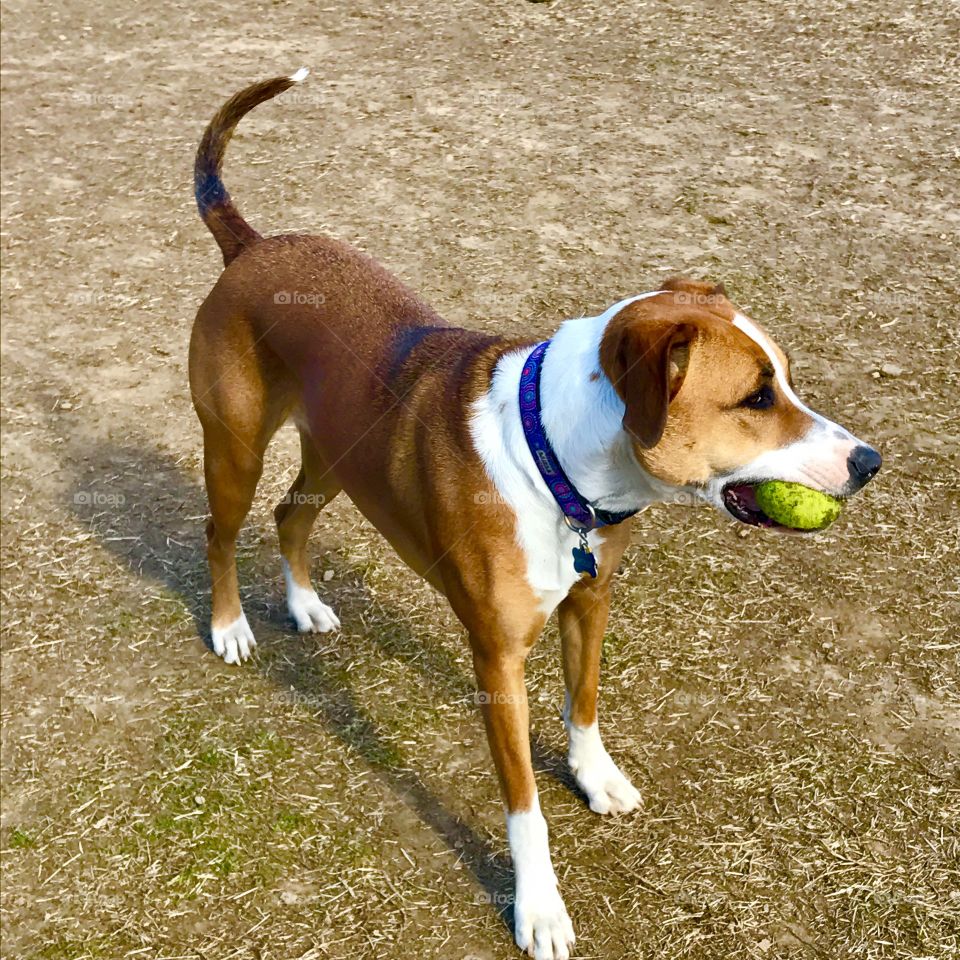 Dog holding ball