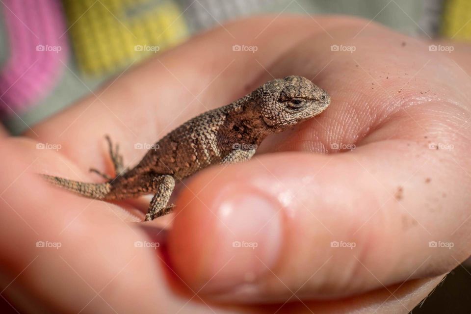 Foap, Flora and Fauna of 2019: A little girl holds a tiny Eastern Fence lizard in her hand to get a close look. Raleigh, North Carolina. 