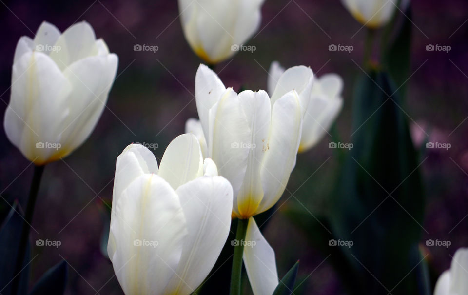 Closeup of white tulips blooming outdoors in Berlin, Germany.