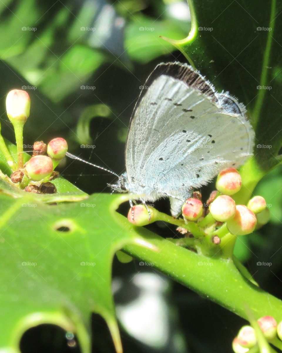 Holly blue butterfly 🦋