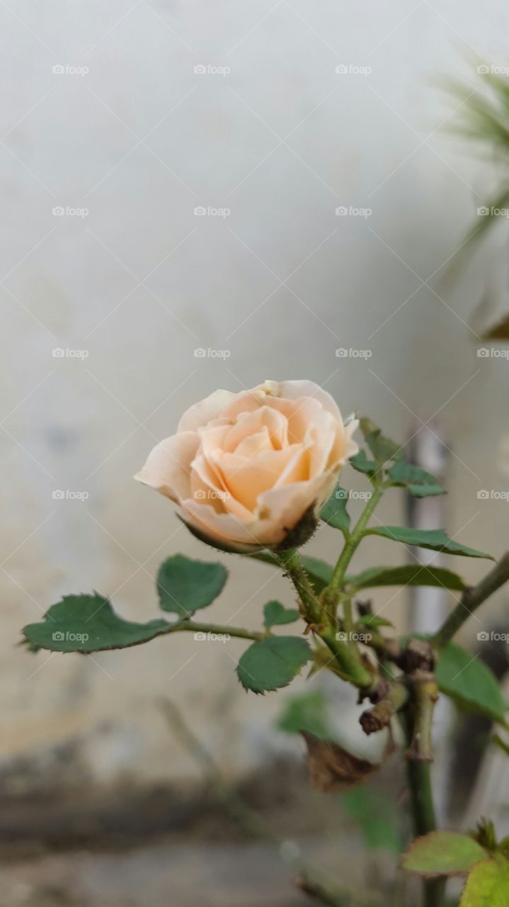 rose with calm colour that good for decoration