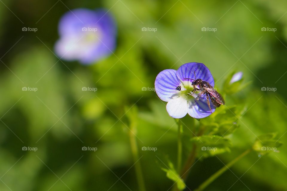 High angle view of a insect on the purple flower