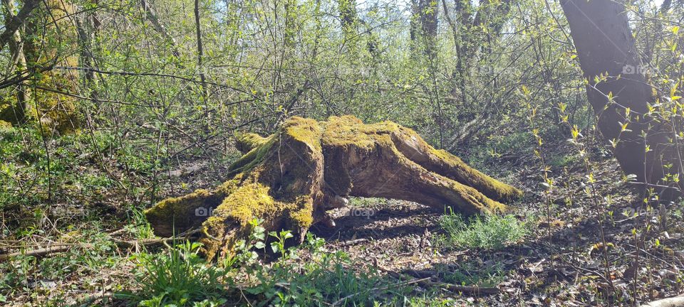 tree stump Baumstumpf