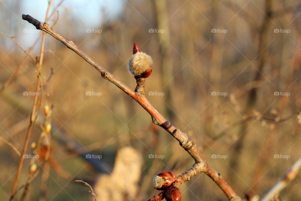 Close-up of branch