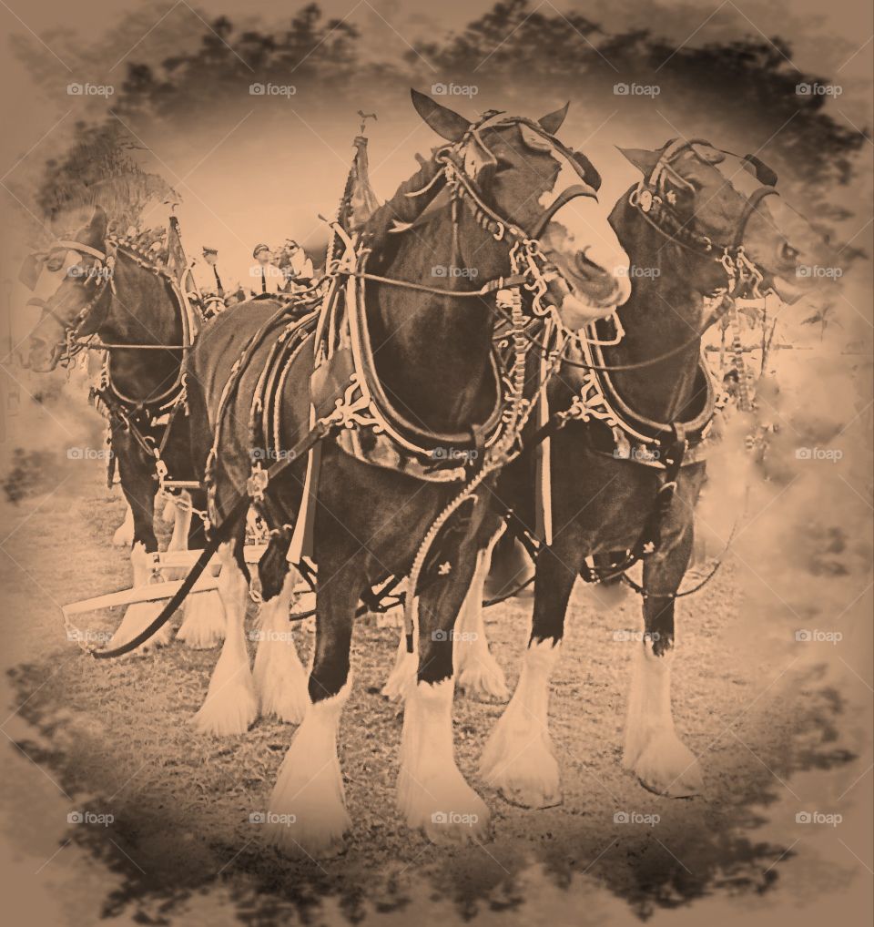 Clydesdale horses
