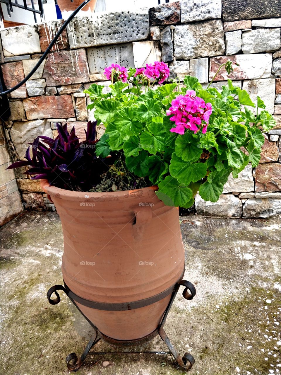 Beautiful pink geranium in the ceramic pot in the garden