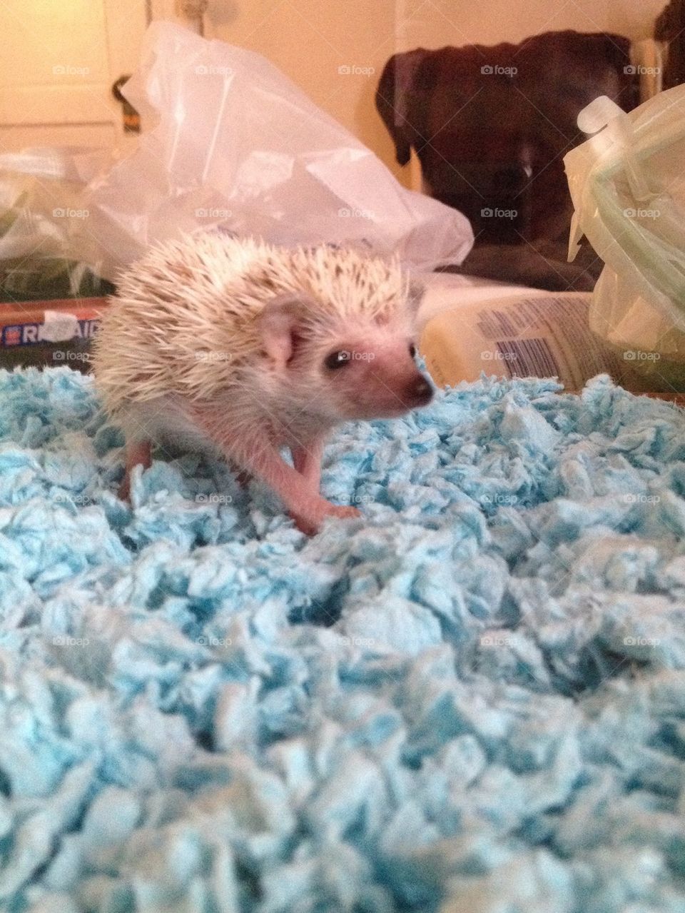 Lincoln the hedgie 