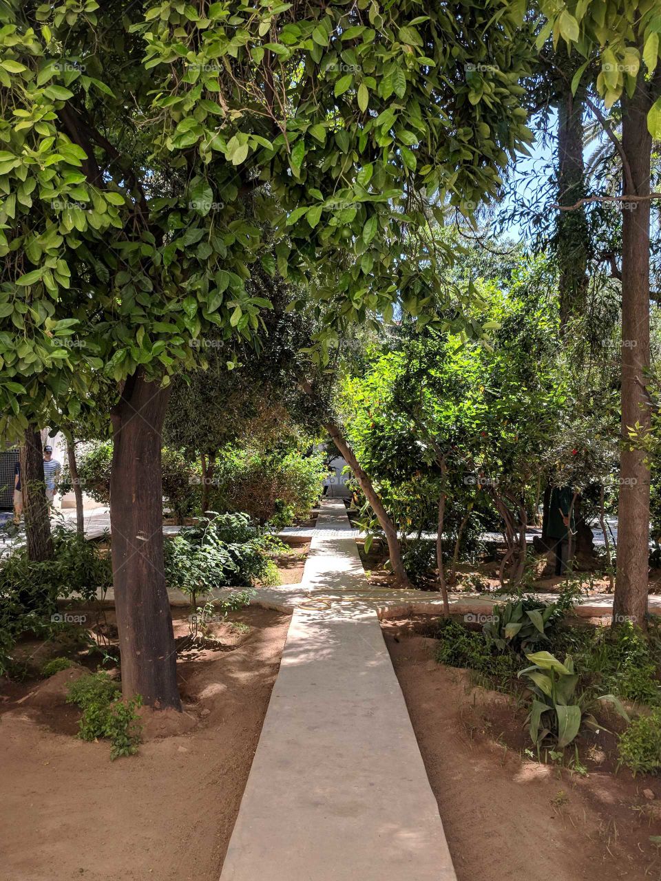 Walking and Strolling on a Paved Path into a Garden full of Green Trees in the Summer at the Bahia Palace in Marrakech in Morocco