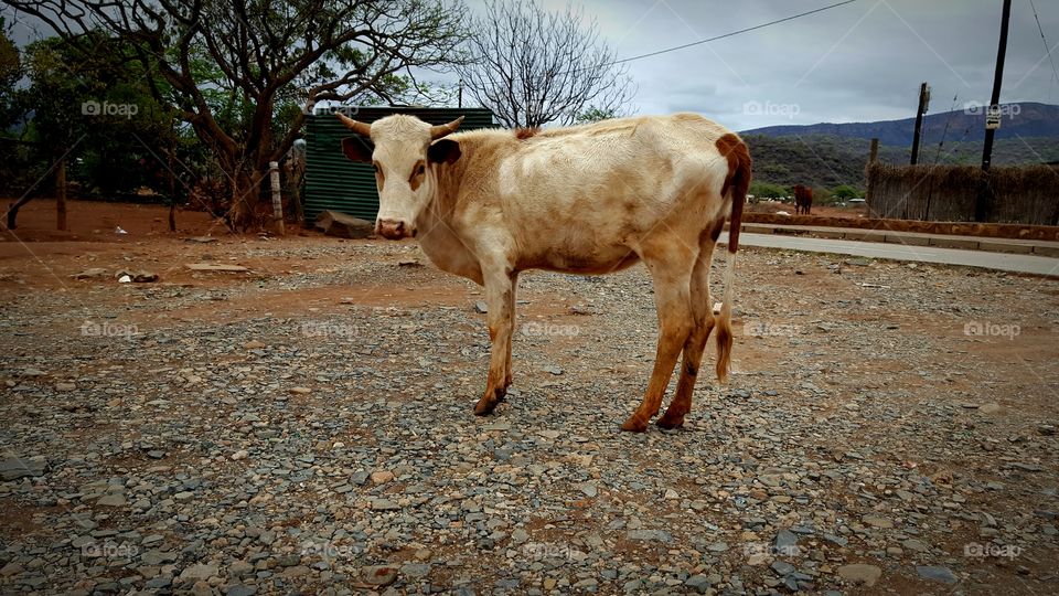 Cow in rural Praktiseer