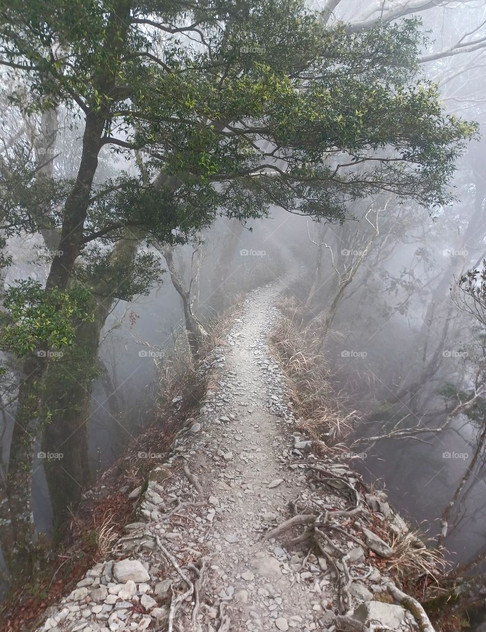 Photo of the week -- A route in the fog