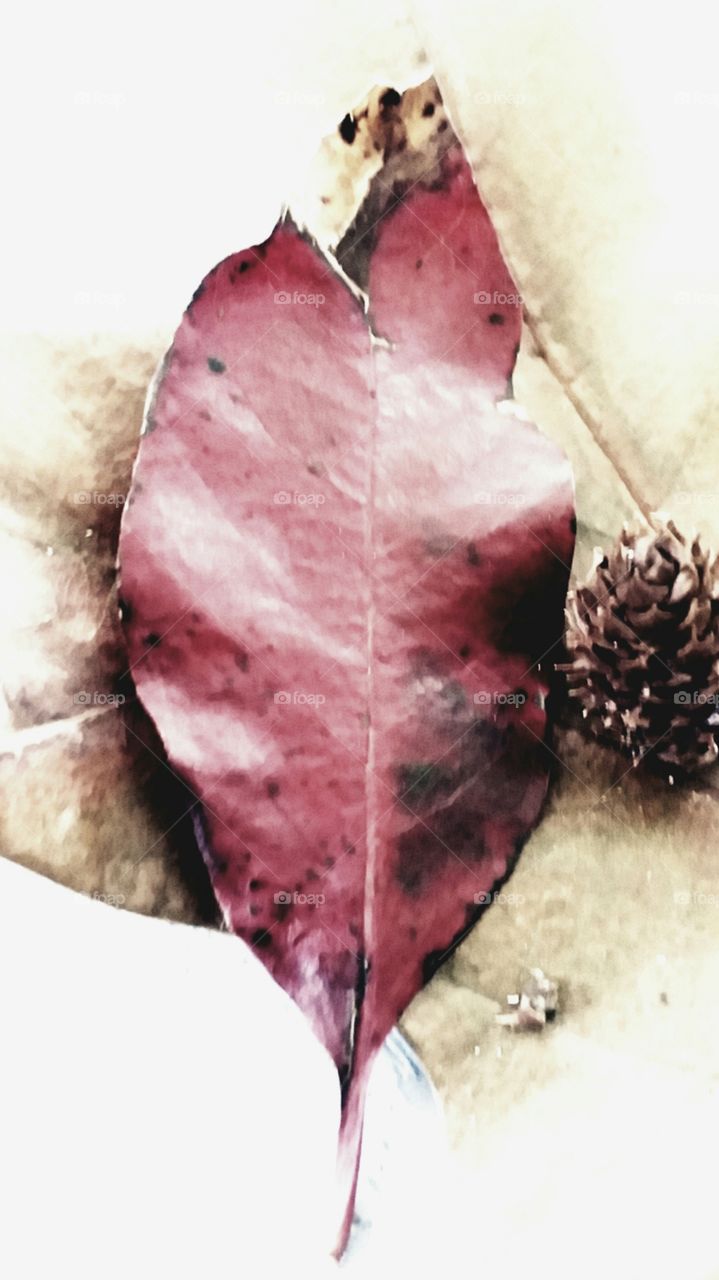 first signs of autumn, leaves,  pine cone,reds,golds,yellows