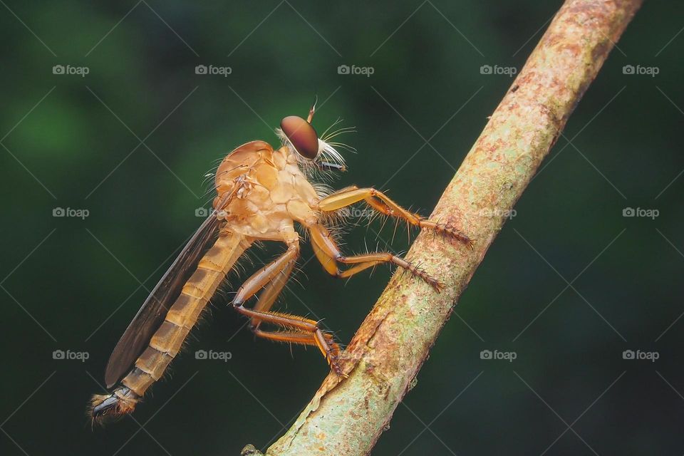 gold robberfly