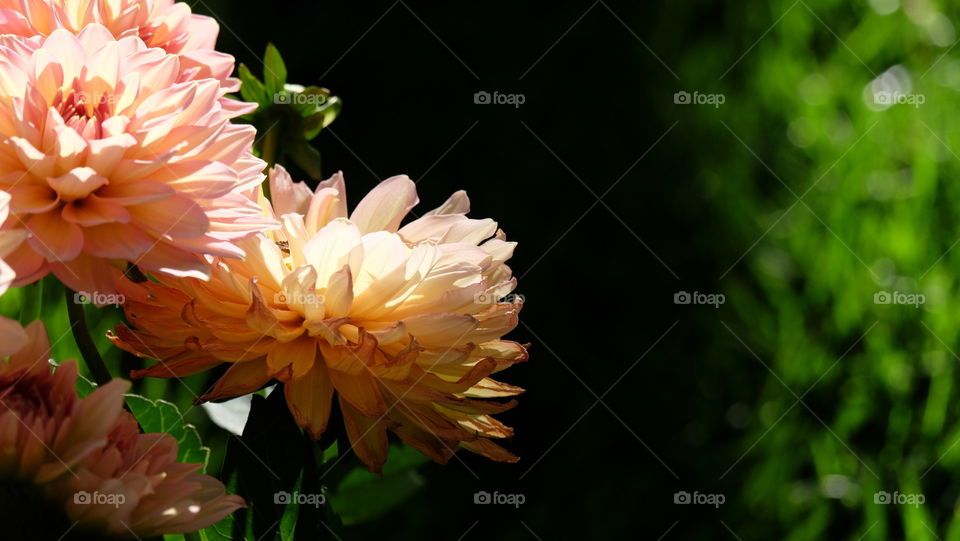 Sunlit Dahlias with dark background