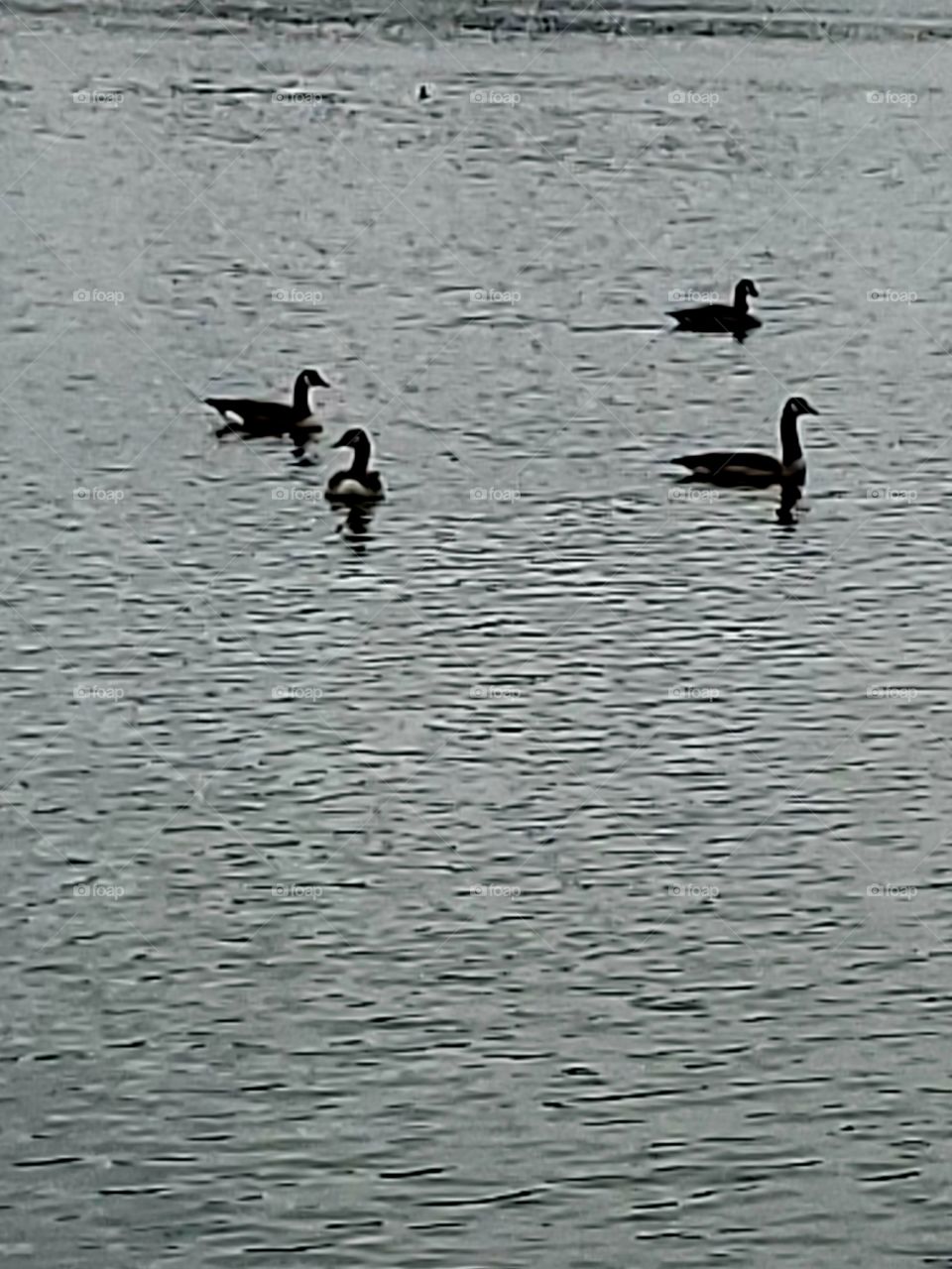 Canadian geese on the lake enjoying the peace.