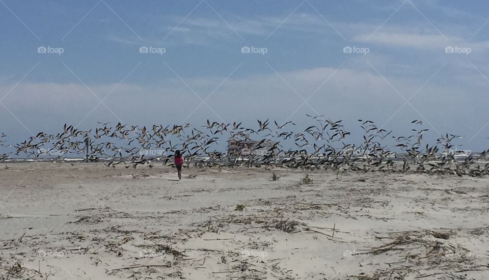 Chasing Seagulls 