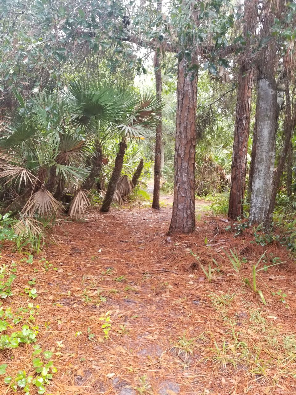 topical forest path