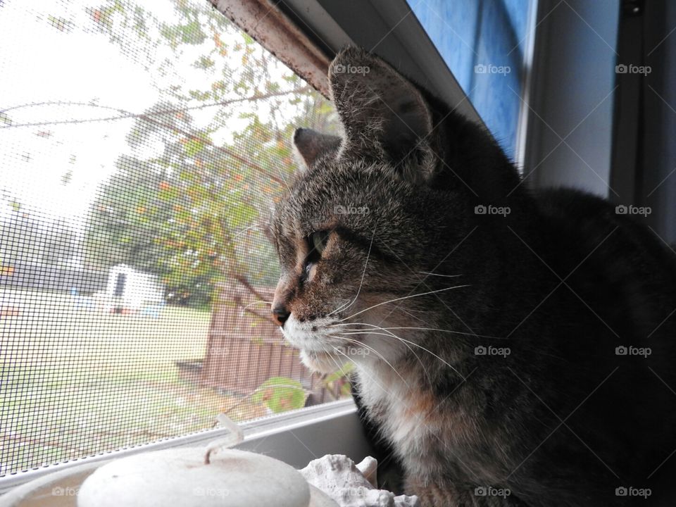 Looking at the world outside my window.