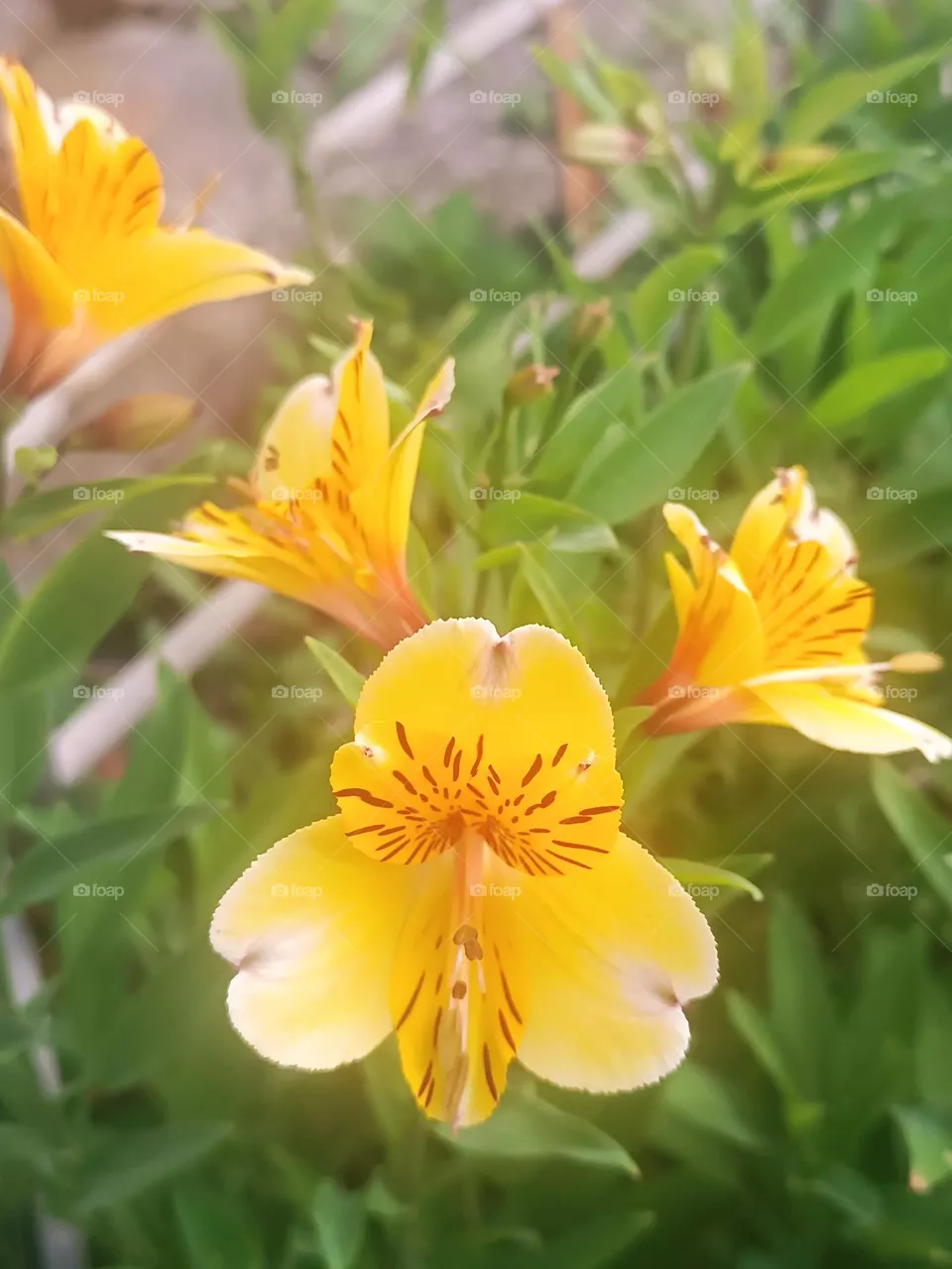 Beautiful flowers