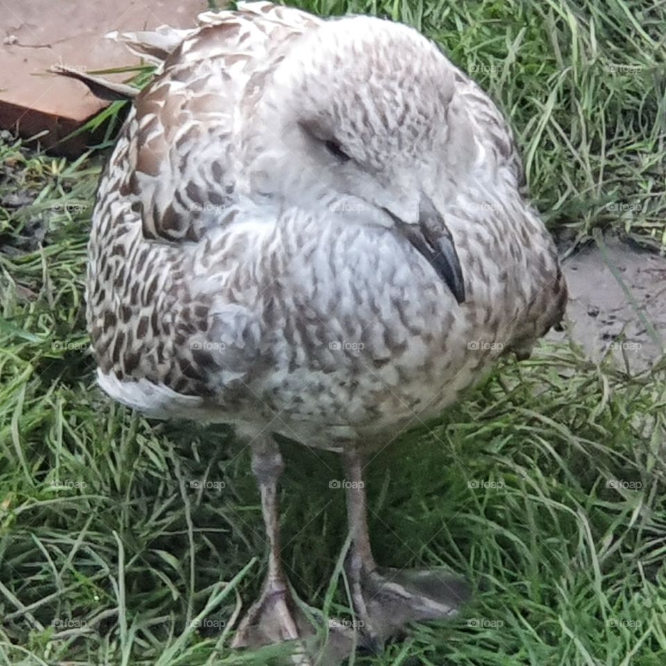 Young gull in the backyard - The Netherlands.